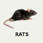 RCH_RATSRashtriya Chemical & Herbal Pest Control Service: Controlling Pests the Sustainable Way rchpestcontrol